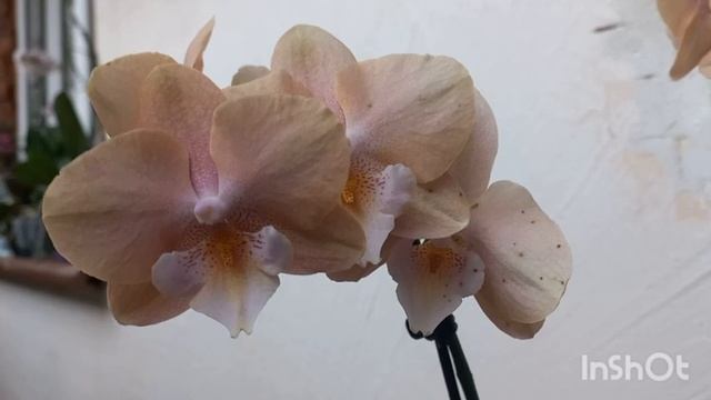 Чёрные точки на цветах орхидеи. Причины.?Опасны ли они? смотреть онлайн