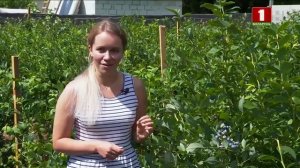 Голубика: посадка и уход, виды и сорта