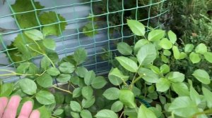 Роза Джуд Зе Обскур в большом кашпо?????