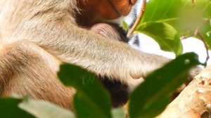 Adorable newly baby monkey try very hard hug mum on the high tree | Footage Animals