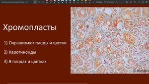 Типы ПЛАСТИД и их функции ЕГЭ