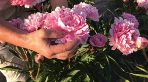 Pieterje Vriend Wagenaar peony. Питержи Вринд Вагенаар пион. Пулков сад.