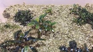 Буцефаландры содержание и разведение (Bucephalandra)