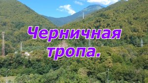 Черничная тропа. Не горнолыжная Красная Поляна.