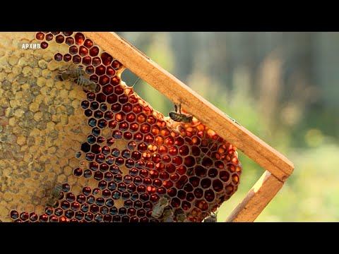 Как помочь при укусах насекомых