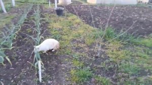 Обычное утро🐤🐔 Замуровали все😏😎😻 Вечер 😼Соблазнила таки 😍 Кубань