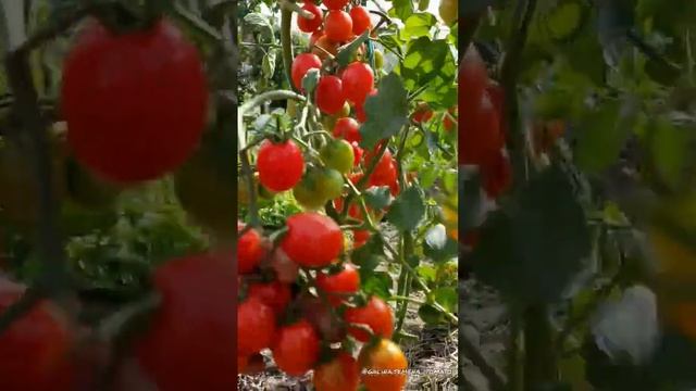 Сорт Черри для открытого грунта?#помидоры#семенатоматов#сад#огурцы#дом
