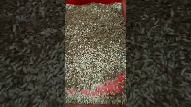 Производство и выращивание illucens hermetia - Чёрной Львинки в России. Личинка на сушку. смотреть онлайн