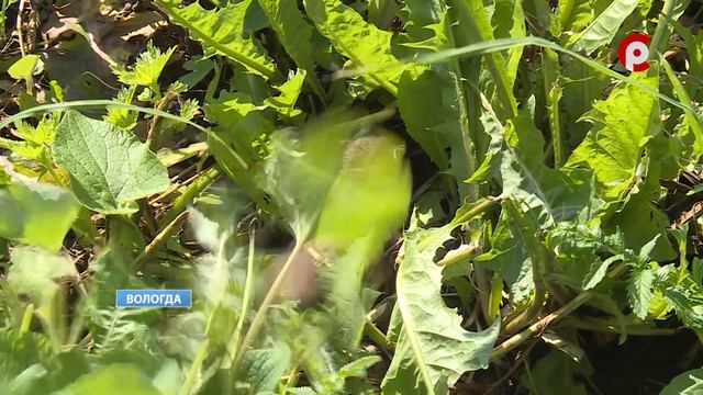 Стаи крыс нападают на жителей микрорайона Лоста в Вологде смотреть онлайн