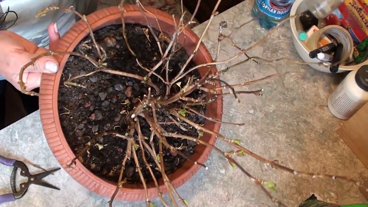 Достаем крупнолистные гортензии из хранилища и пробуждаем . Санитарная обрезка. смотреть онлайн