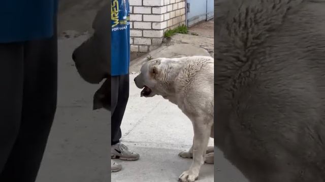 ВЕСЬ ХАРАКТЕР АЛАБАЯ В ОДНОМ ВИДЕО смотреть онлайн