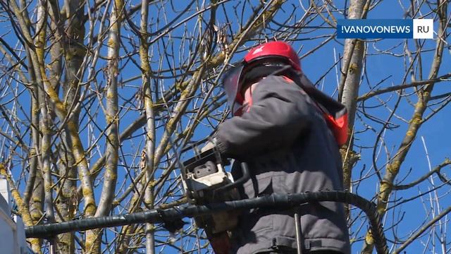 В Иванове начали применять формовочную обрезку деревьев