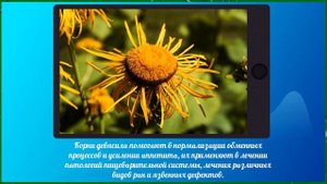 Девясил — корень здоровья