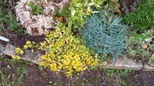 ОБЗОР ЦВЕТНИКА С ГОРТЕНЗИЯМИ И ПОЧВОПОКРОВНЫМИ РАСТЕНИЯМИ.???