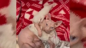 Cat reunites with her kittens and adopts two more embers