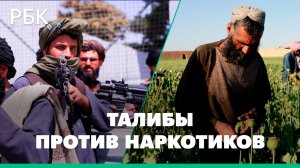 «Талибан» запретил выращивать мак на всей территории Афганистана