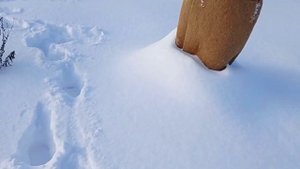 Как зимуют абрикосы и персики в Подмосковье