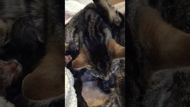 Cat giving birth смотреть онлайн