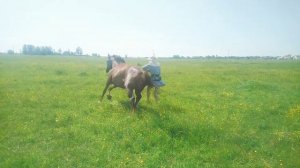 Лошадь убежала!