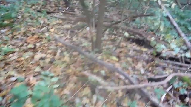 Грибы в Краснодарском крае осенью! Поехали за опятами в октябре! Осень 2021! Прогулки по лесу семье смотреть онлайн