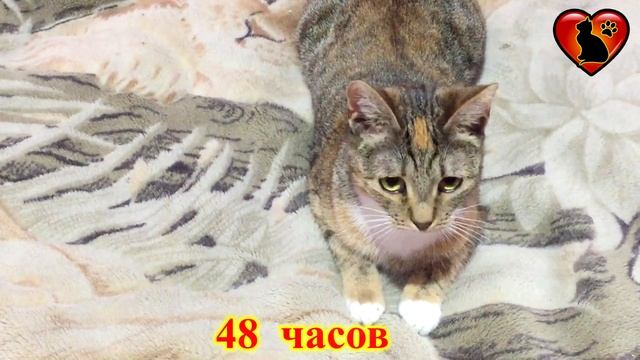 На Сколько Дней Кошку Можно Оставлять Одну?!