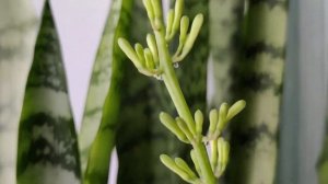 ВОТ КАК ЦВЕТЕТ ТЕЩИН ЯЗЫК (ЩУЧИЙ ХВОСТ) (САНСЕВИЕРИЯ, Sansevieria)