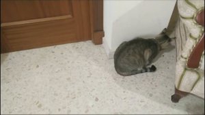 Можно ли травить у кота блох дихлофосом