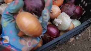 КАК Я В АМЕРИКЕ ГОТОВЛЮ ЛУК К ЗИМЕ/ СЕЛЬЧАНКА В АМЕРИКЕ