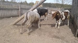 Большие быки на прогулке меряются силами!