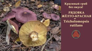 Красивый гриб без вкуса! Рядовка жёлто-красная - Tricholomopsis rutilans.