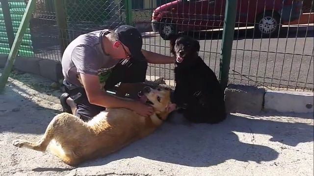 Albergue Valle Colino, ULISES y AKITA ADOPTADOS смотреть онлайн