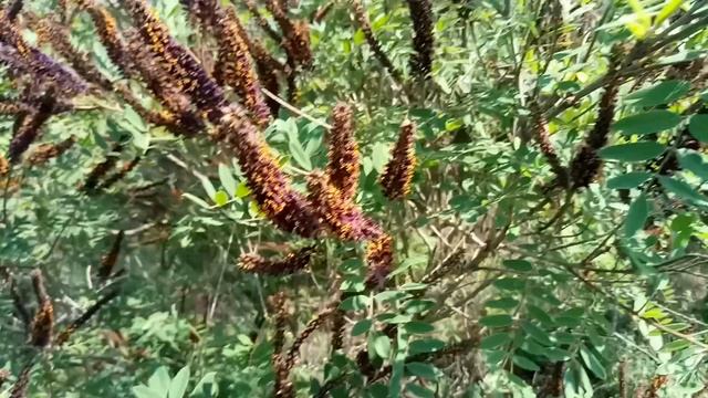 Аморфа Кустарниковая - Медонос цветение Аморфы 2022 смотреть онлайн