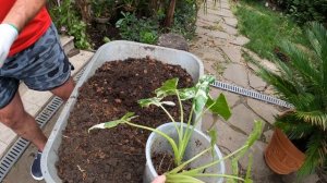 Алоказии в открытый грунт?!