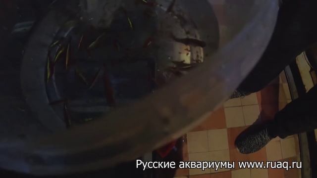 Красный неон. 1 День. Посадка на нерест смотреть онлайн