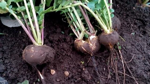 Редька зимняя черная  Собираем урожай