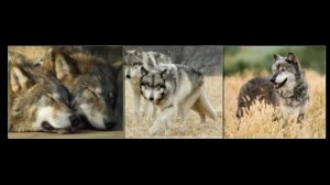 Ребятам о зверятах. Волки