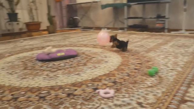 Йоркширский терьер Боня и воздушный шарик смотреть онлайн