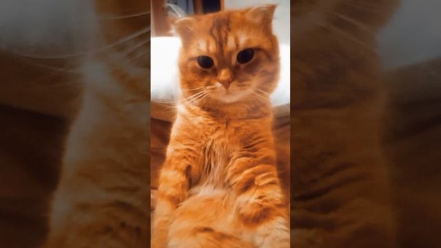 #Приколы#Кот#Юмор#Собака#Смехдослез#Prikoly#Kot#Yumor#Sobaka#Smekhdoslez