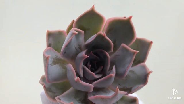 Echeveria Kises смотреть онлайн