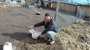 Привез погостить в деревню "таинственную незнакомку", индейки бастуют и вкус бройлера!