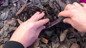 Грибы вешенки в пластиковом контейнере