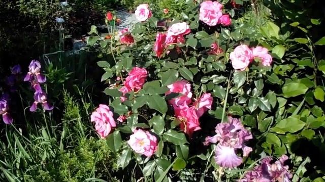 Сроки цветения растений. Общая информация. смотреть онлайн