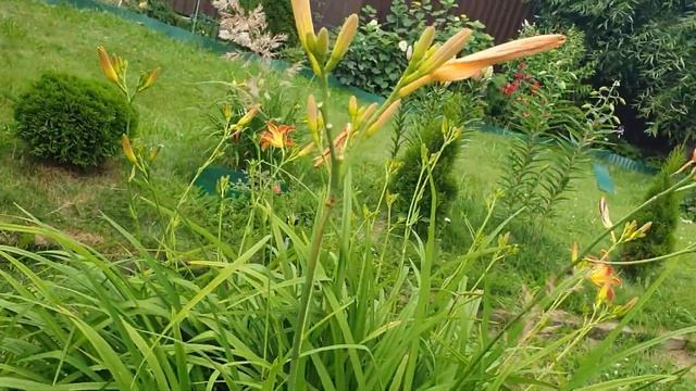 Мои Лилии, Розы! Обзор на Даче! смотреть онлайн