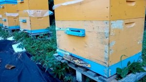 Почему не получиться продуктивно содержать пчёл в одном 12-рамочном корпусе с магазином?