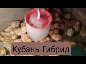 Куры несушки Кубань гибрид описание//Кубанская красная цыплята