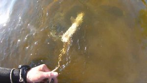 Взял отличного сома, подводная охота на Волге.