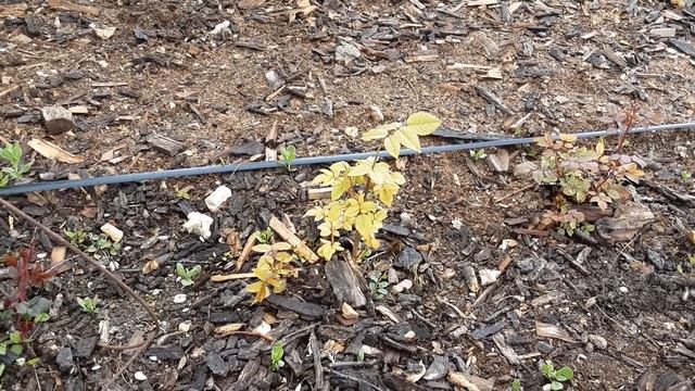 ЖЕЛТЕЮЩИЕ РОЗЫ НЕ ВСЕГДА ХЛОРОЗ, ВРЕДИТЕЛИ В КОРНЯХ РОЗ, Питомник роз Полины Козловой rozarium.biz смотреть онлайн