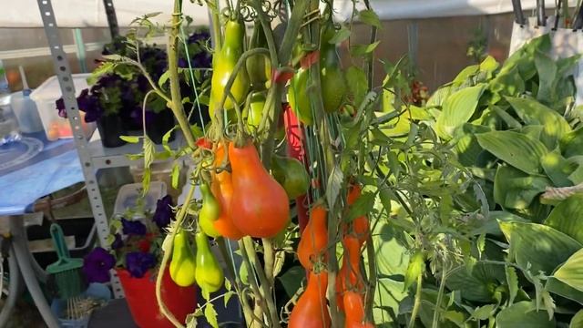 Помидоры в бочках. Сентябрь 2023 смотреть онлайн