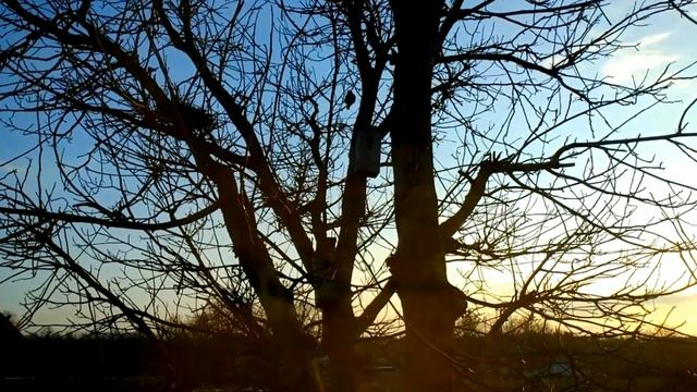 СКВОРЕЦ ПРИЛЕТЕЛ / КАК УЧАТЬСЯ ДЕТИ, КОТОРЫЕ НИКОГДА НЕ ХОДЯТ В ШКОЛУ / ДАЧНЫЕ БУДНИ смотреть онлайн