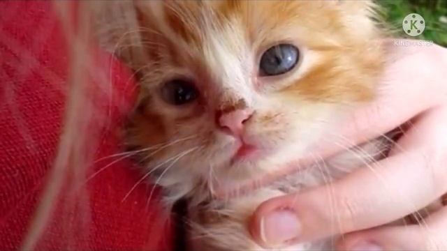 Крошечного рыжего котенка подобрали в лесу. Прошло 2 года, и его не узнать! смотреть онлайн